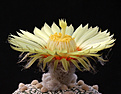 Нажмите на изображение для увеличения.

Название:	anthus_Super_Kabuto.jpg
Просмотров:	142
Размер:	163.6 Кб
ID:	335151