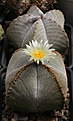 Нажмите на изображение для увеличения.

Название:	Astrophytum_myriostigma_quadricostatum.jpg
Просмотров:	111
Размер:	199.7 Кб
ID:	335210