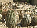 Нажмите на изображение для увеличения.

Название:	echinocereus.JPG
Просмотров:	166
Размер:	149.8 Кб
ID:	335218