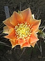 Нажмите на изображение для увеличения.

Название:	macrorhizav.pottsii.JPG
Просмотров:	178
Размер:	118.6 Кб
ID:	335233