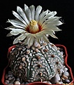 Нажмите на изображение для увеличения.

Название:	Astrophytum asterias cv.Superkabuto.JPG
Просмотров:	113
Размер:	192.7 Кб
ID:	335242