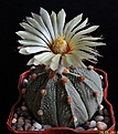 Нажмите на изображение для увеличения.

Название:	Astrophytum CAPASxAS.JPG
Просмотров:	122
Размер:	169.9 Кб
ID:	335243