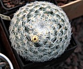 Нажмите на изображение для увеличения.

Название:	Mammillaria candida_9y_6.13_1.jpg
Просмотров:	529
Размер:	136.2 Кб
ID:	335252