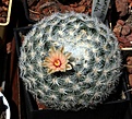 Нажмите на изображение для увеличения.

Название:	Mammillaria candida_9y_6.13_2.jpg
Просмотров:	522
Размер:	190.2 Кб
ID:	335253