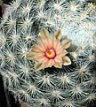 Нажмите на изображение для увеличения.

Название:	Mammillaria candida_9y_6.13_.jpg
Просмотров:	444
Размер:	197.9 Кб
ID:	335254