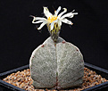 Нажмите на изображение для увеличения.

Название:	Astrophytum_myriostigma_tricostatum.jpg
Просмотров:	152
Размер:	188.5 Кб
ID:	335260