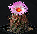 Нажмите на изображение для увеличения.

Название:	Thelocactus_bicolor.jpg
Просмотров:	162
Размер:	190.4 Кб
ID:	335262