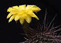 Нажмите на изображение для увеличения.

Название:	anthus_Lobivia_aurea_fallax.jpg
Просмотров:	108
Размер:	143.7 Кб
ID:	335263