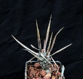 Нажмите на изображение для увеличения.

Название:	Tephrocactus articulatus_6.13.jpg
Просмотров:	215
Размер:	82.9 Кб
ID:	335266