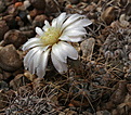 Нажмите на изображение для увеличения.

Название:	Gymnocalycium_borthii_nogolense_VG412.jpg
Просмотров:	138
Размер:	190.6 Кб
ID:	335268