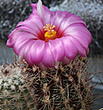 Нажмите на изображение для увеличения.

Название:	Thelocactus_bicolor_flavidispinus.jpg
Просмотров:	132
Размер:	224.5 Кб
ID:	335269