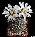 Нажмите на изображение для увеличения.

Название:	Gymnocalycium ragonesei.JPG
Просмотров:	157
Размер:	137.0 Кб
ID:	335280