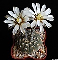 Нажмите на изображение для увеличения.

Название:	Gymnocalycium ragonesei.JPG
Просмотров:	142
Размер:	137.0 Кб
ID:	335280