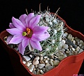 Нажмите на изображение для увеличения.

Название:	Mammillaria boolii.JPG
Просмотров:	152
Размер:	157.3 Кб
ID:	335282