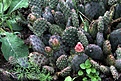 Нажмите на изображение для увеличения.

Название:	Opuntia basilaris v.aurea_6.13.jpg
Просмотров:	195
Размер:	146.4 Кб
ID:	335284