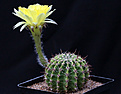 Нажмите на изображение для увеличения.

Название:	Echinopsis_aurea.jpg
Просмотров:	156
Размер:	134.5 Кб
ID:	335290