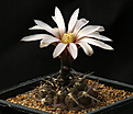 Нажмите на изображение для увеличения.

Название:	Gymnocalycium_piltziorum_P38.jpg
Просмотров:	139
Размер:	147.1 Кб
ID:	335291