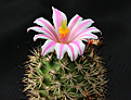 Нажмите на изображение для увеличения.

Название:	Mammillaria_blossfeldiana.jpg
Просмотров:	146
Размер:	157.0 Кб
ID:	335292