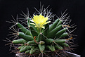 Нажмите на изображение для увеличения.

Название:	Mammillaria_longimamma.jpg
Просмотров:	154
Размер:	148.2 Кб
ID:	335293