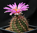 Нажмите на изображение для увеличения.

Название:	Thelocactus_bicolor_mapimiensis.jpg
Просмотров:	162
Размер:	176.9 Кб
ID:	335296