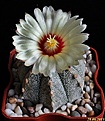 Нажмите на изображение для увеличения.

Название:	Astrophytum COxAS.JPG
Просмотров:	143
Размер:	151.7 Кб
ID:	335315