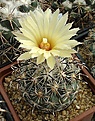 Нажмите на изображение для увеличения.

Название:	Coryphantha_kracikii_KKR339_IMG141.jpg
Просмотров:	393
Размер:	178.4 Кб
ID:	335337