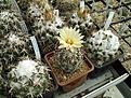 Нажмите на изображение для увеличения.

Название:	Coryphantha_kracikii_KKR339_IMG142.jpg
Просмотров:	354
Размер:	234.4 Кб
ID:	335338