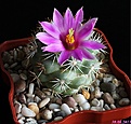 Нажмите на изображение для увеличения.

Название:	Mammillaria schumanii v. globosa.JPG
Просмотров:	148
Размер:	184.3 Кб
ID:	335355