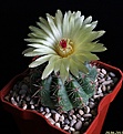 Нажмите на изображение для увеличения.

Название:	Notocactus ottonis..JPG
Просмотров:	155
Размер:	147.7 Кб
ID:	335356