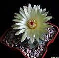 Нажмите на изображение для увеличения.

Название:	Notocactus ottonis.JPG
Просмотров:	151
Размер:	133.1 Кб
ID:	335357