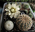 Нажмите на изображение для увеличения.

Название:	Gymnocalycium_ragonesii.jpg
Просмотров:	150
Размер:	138.9 Кб
ID:	335382