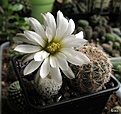 Нажмите на изображение для увеличения.

Название:	Gymnocalycium_ragonesii...jpg
Просмотров:	145
Размер:	127.2 Кб
ID:	335383