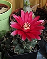 Нажмите на изображение для увеличения.

Название:	Gymnocalycium_baldianum.jpg
Просмотров:	148
Размер:	185.8 Кб
ID:	335384