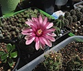 Нажмите на изображение для увеличения.

Название:	Gymnocalycium_baldianum..jpg
Просмотров:	147
Размер:	167.1 Кб
ID:	335385