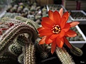 Нажмите на изображение для увеличения.

Название:	Chamaecereus_silvestrii.jpg
Просмотров:	141
Размер:	135.1 Кб
ID:	335387