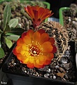 Нажмите на изображение для увеличения.

Название:	Sulcorebutia hoffmanniana HS 90 (2).jpg
Просмотров:	136
Размер:	132.1 Кб
ID:	335390