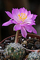 Нажмите на изображение для увеличения.

Название:	Mammillaria_haudeana.jpg
Просмотров:	151
Размер:	189.6 Кб
ID:	335392