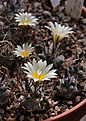 Нажмите на изображение для увеличения.

Название:	Turbinicarpus_flaviflorus_TCG13001.jpg
Просмотров:	152
Размер:	168.9 Кб
ID:	335394
