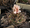 Нажмите на изображение для увеличения.

Название:	Gymnocalycium_armatum_VG944_Paichu_2611m.jpg
Просмотров:	533
Размер:	229.6 Кб
ID:	335396