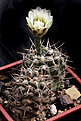 Нажмите на изображение для увеличения.

Название:	Gymnocalycium_borthii_VG-04-27-130.jpg
Просмотров:	3446
Размер:	202.6 Кб
ID:	335420