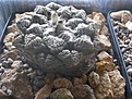 Нажмите на изображение для увеличения.

Название:	CIMG4788.JPG
Просмотров:	178
Размер:	183.1 Кб
ID:	335507