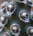 Нажмите на изображение для увеличения.

Название:	Tephrocactus_molinensis.jpg
Просмотров:	158
Размер:	218.2 Кб
ID:	335521