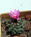 Нажмите на изображение для увеличения.

Название:	Turbinicarpus alonsoi_2.5y_fl_6.13.jpg
Просмотров:	384
Размер:	84.5 Кб
ID:	335528