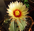 Нажмите на изображение для увеличения.

Название:	Astrophytum_asterias.jpg
Просмотров:	208
Размер:	90.5 Кб
ID:	335570