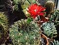 Нажмите на изображение для увеличения.

Название:	Gymnocalycium_baldianum.jpg
Просмотров:	171
Размер:	175.9 Кб
ID:	335572