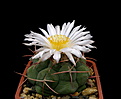 Нажмите на изображение для увеличения.

Название:	Thelocactus_hexaedrophorus.jpg
Просмотров:	152
Размер:	88.9 Кб
ID:	335580