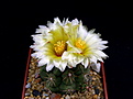 Нажмите на изображение для увеличения.

Название:	Thelocactus_leucacanthus.jpg
Просмотров:	150
Размер:	93.6 Кб
ID:	335581