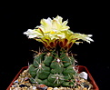 Нажмите на изображение для увеличения.

Название:	Thelocactus_leucacanthus_2.jpg
Просмотров:	154
Размер:	100.5 Кб
ID:	335582