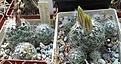 Нажмите на изображение для увеличения.

Название:	IMG_5437.JPG
Просмотров:	204
Размер:	175.7 Кб
ID:	335594