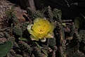 Нажмите на изображение для увеличения.

Название:	Opuntia basilaris v.aurea_6.2013.jpg
Просмотров:	194
Размер:	220.4 Кб
ID:	335610